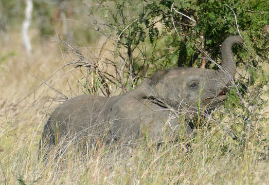 Image of African bush elephant