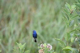 Image of Blue Grosbeak