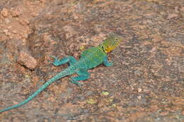 Image of Eastern Collared Lizard