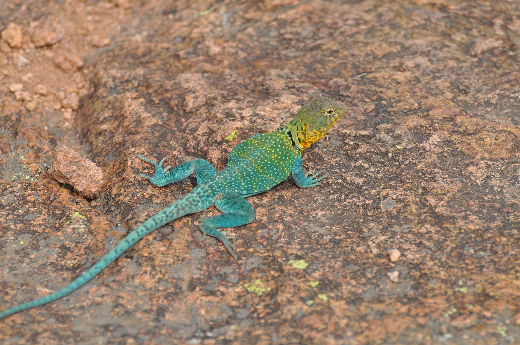 Image of Eastern Collared Lizard