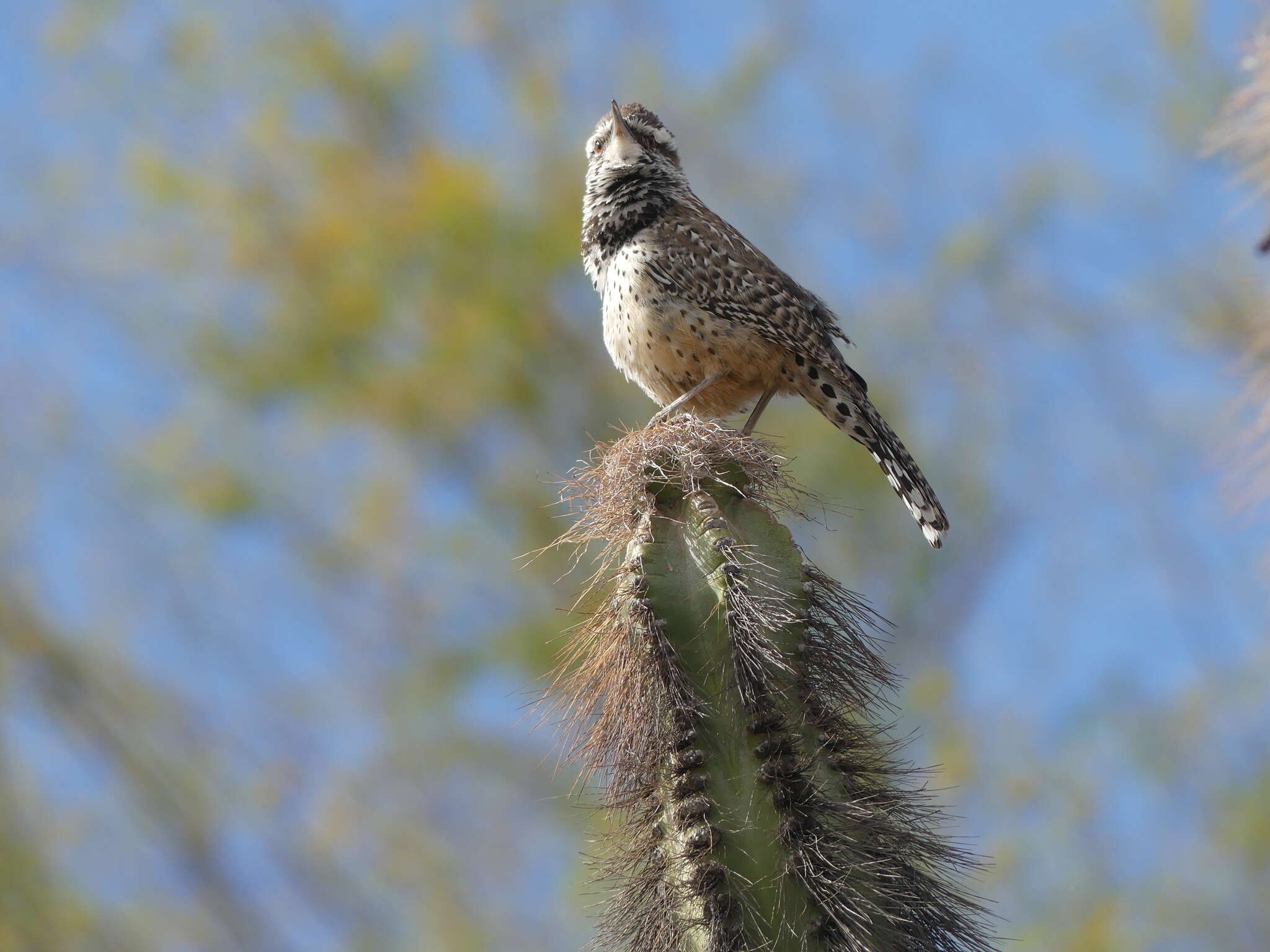 Image of Cactus Wren