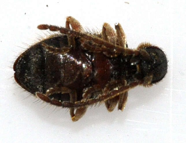 Ptinus rufipes resmi