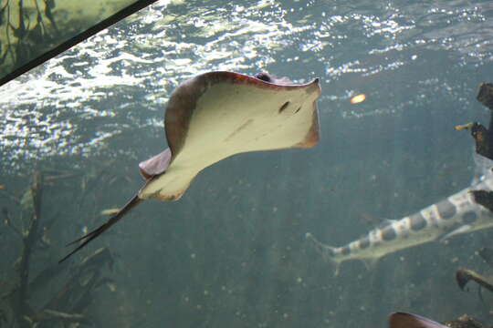 Image of Common Stingray