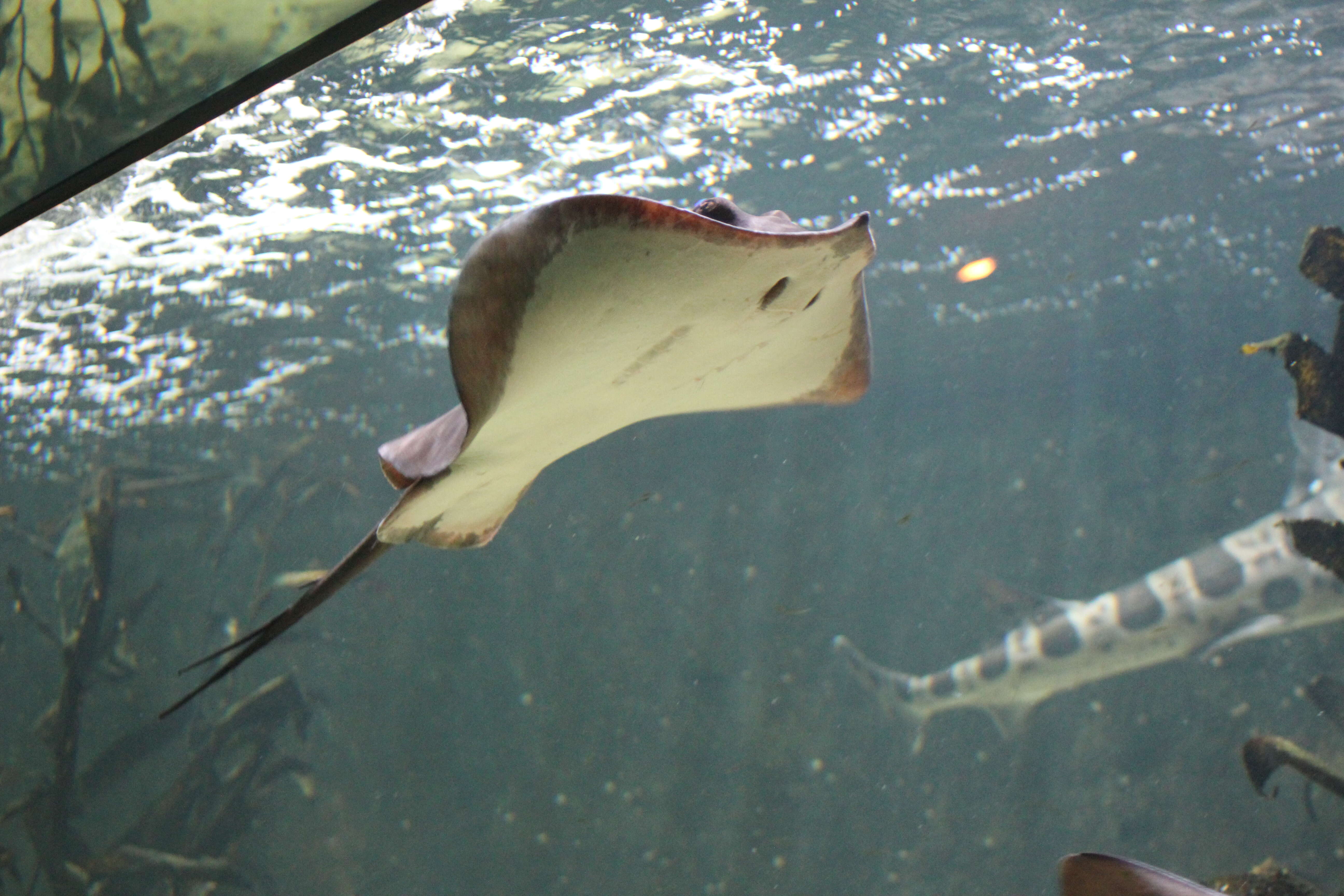 Image of Common Stingray