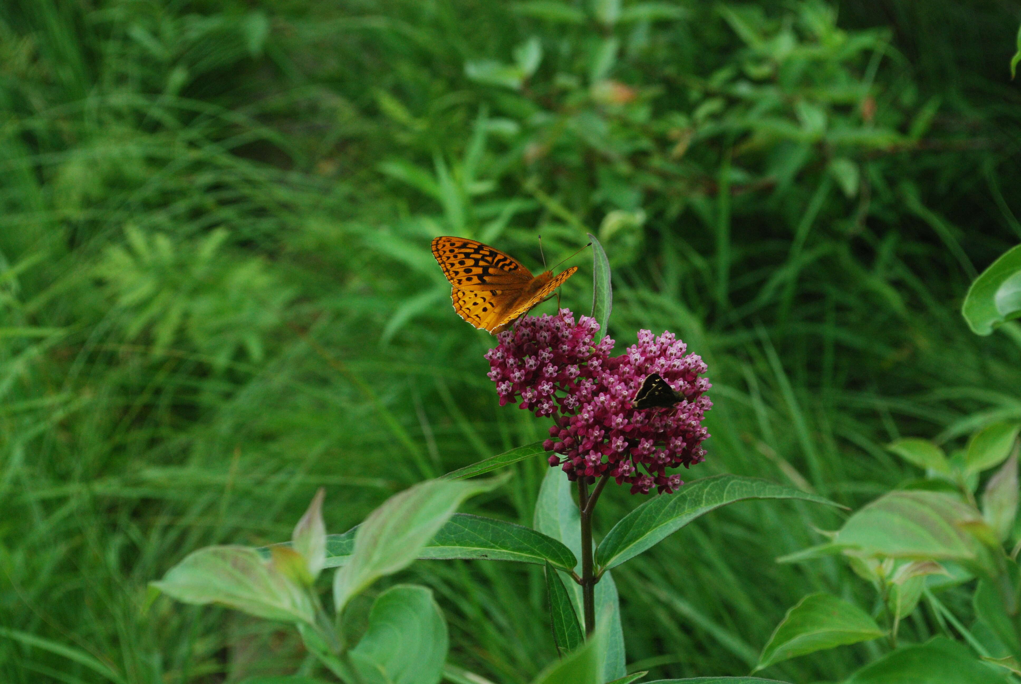 Image of swamp milkweed