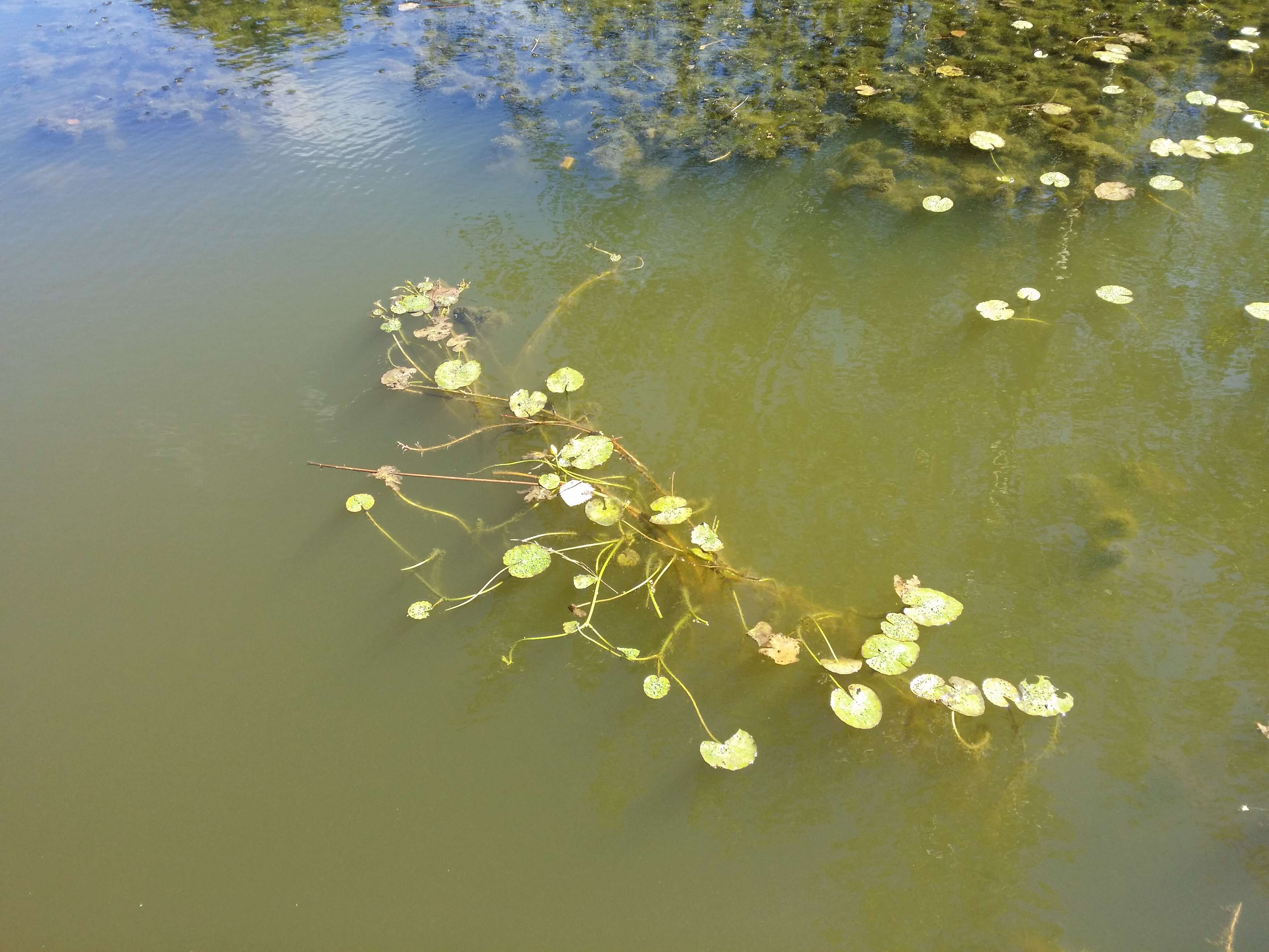 Image of yellow floatingheart