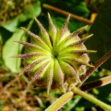 Image of Indianmallow