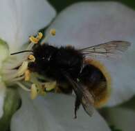 Image of Osmia bicolor (Schrank 1781)