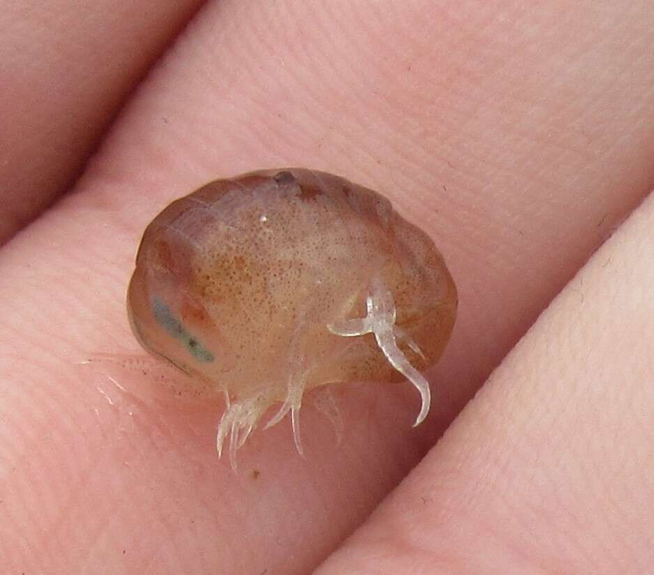 Image of jellyfish amphipods