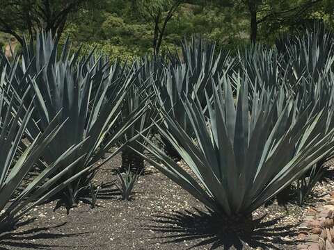 Image of tequila agave