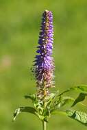 صورة Veronicastrum sibiricum (L.) Pennell