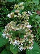 Image of Clerodendrum infortunatum L.