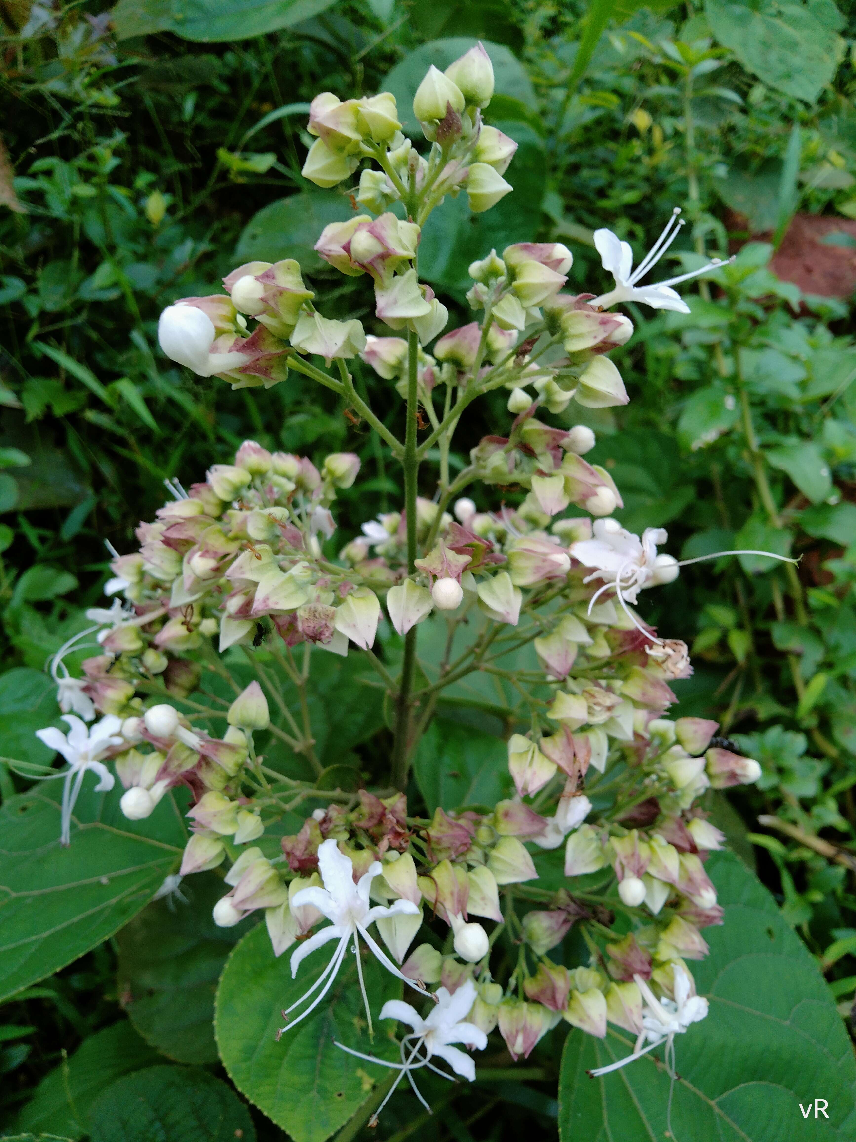 Image of Clerodendrum infortunatum L.