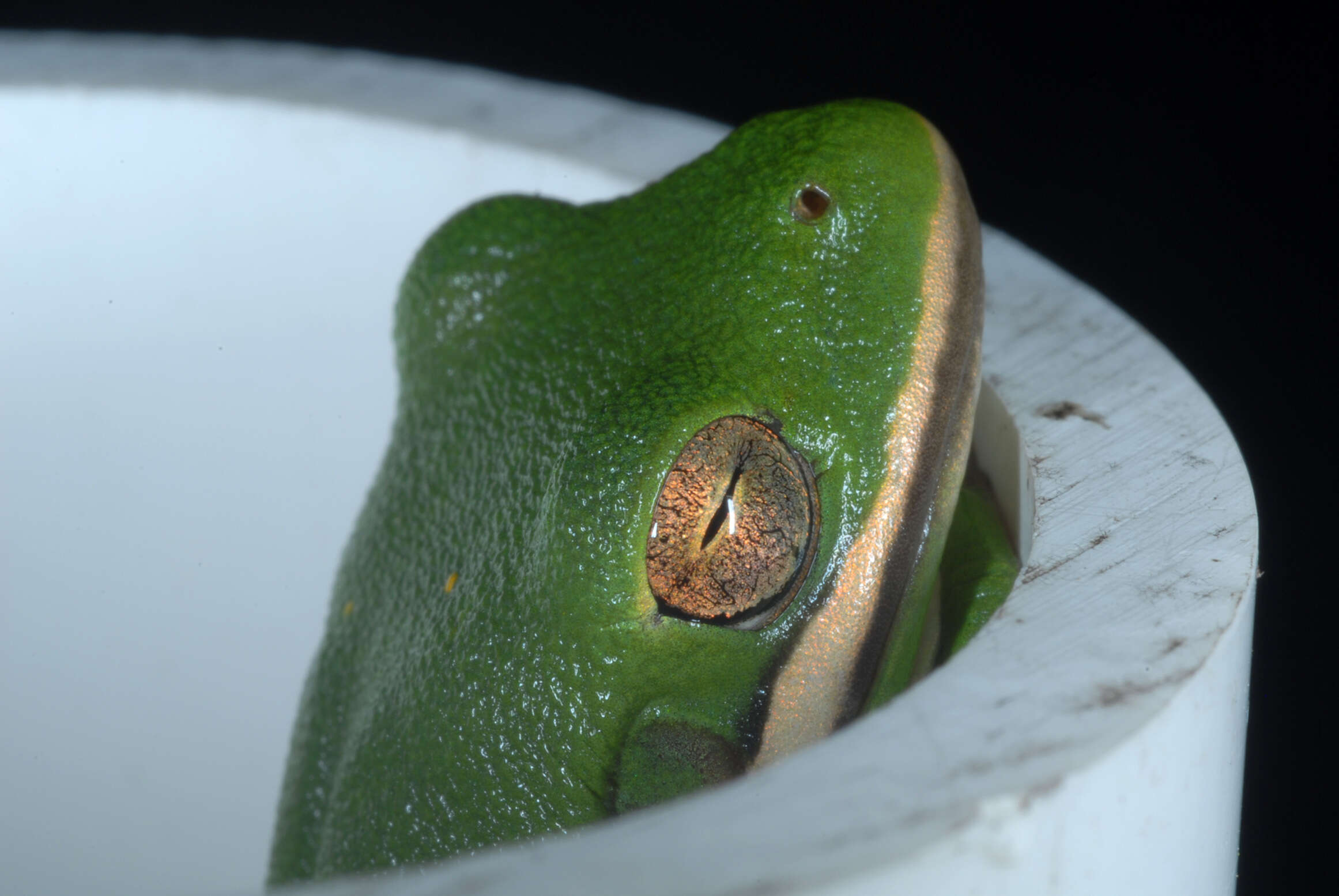 Image of American Green Treefrog