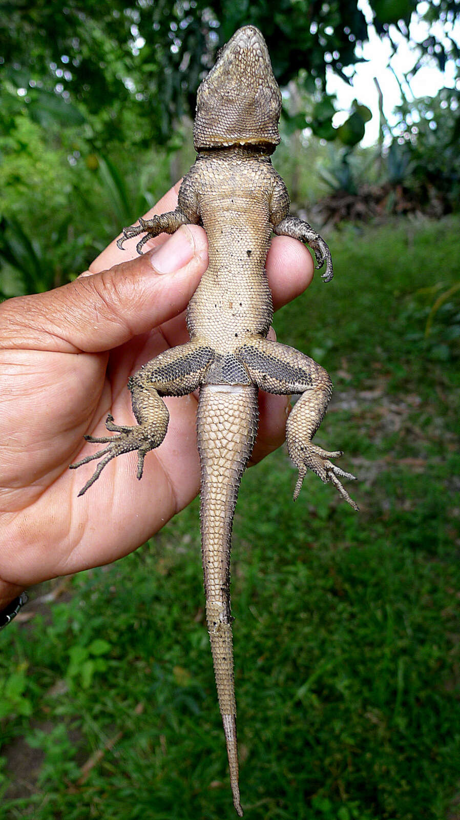 Tropidurus hispidus (Spix 1825) resmi