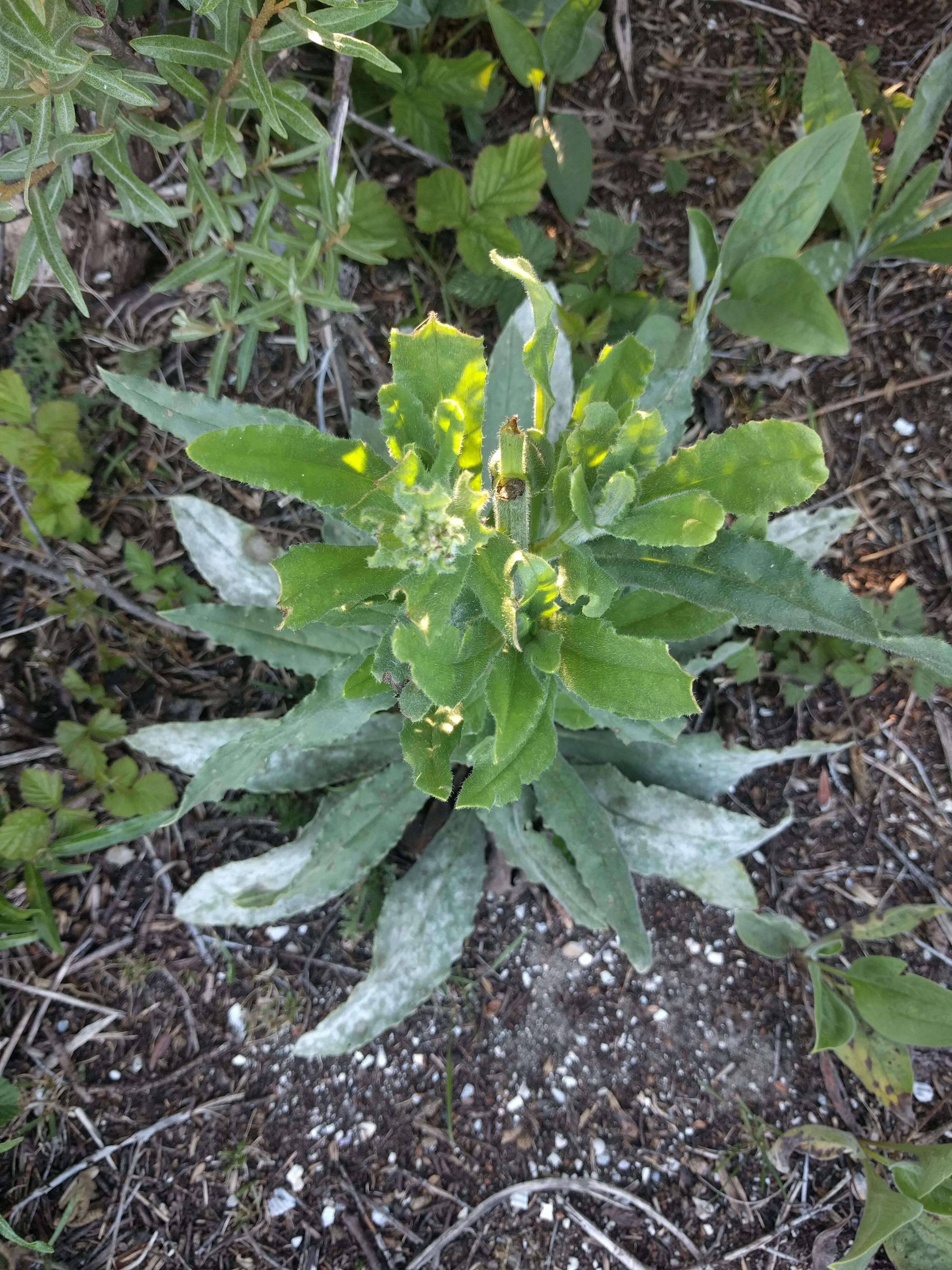 Plancia ëd Cynoglossum officinale L.