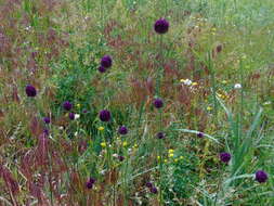 Image of sand leek