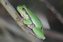 Image of Hyla perrini Dufresnes, Mazepa, Rodrigues, Brelsford, Litvinchuk, Sermier & Lavanchy et al. 2018