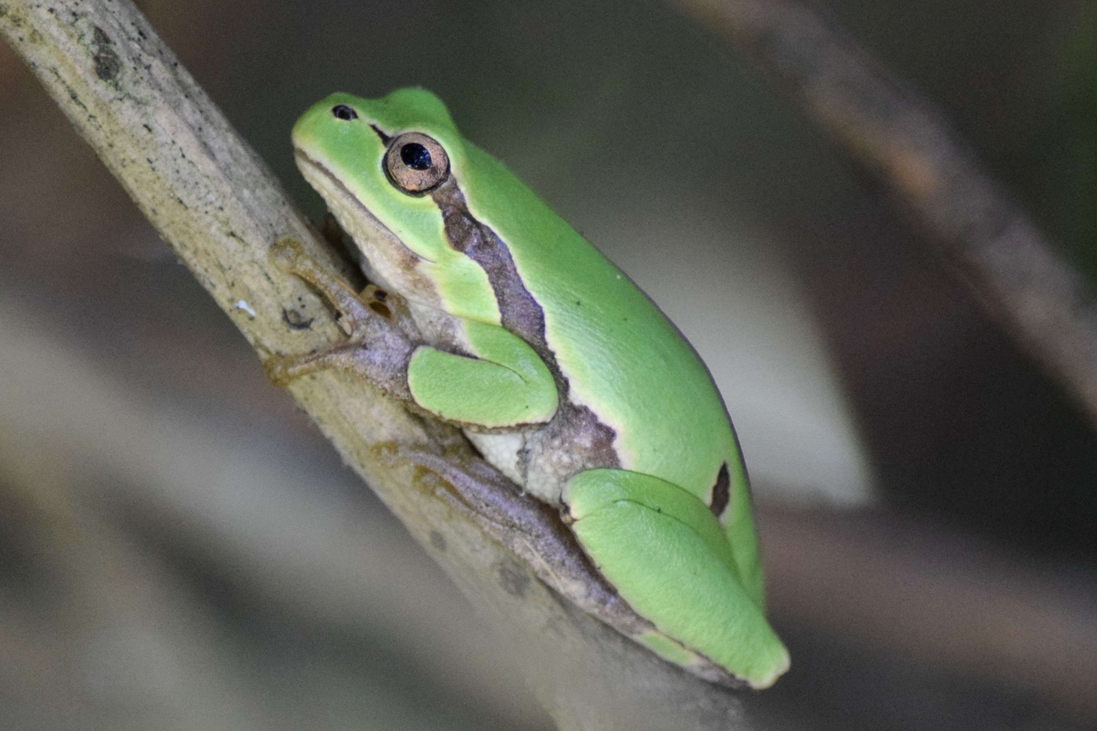 Image of Hyla perrini Dufresnes, Mazepa, Rodrigues, Brelsford, Litvinchuk, Sermier & Lavanchy et al. 2018