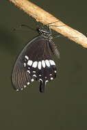 Image of Common mormon