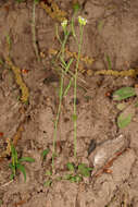 Image of Mouse-ear Cress