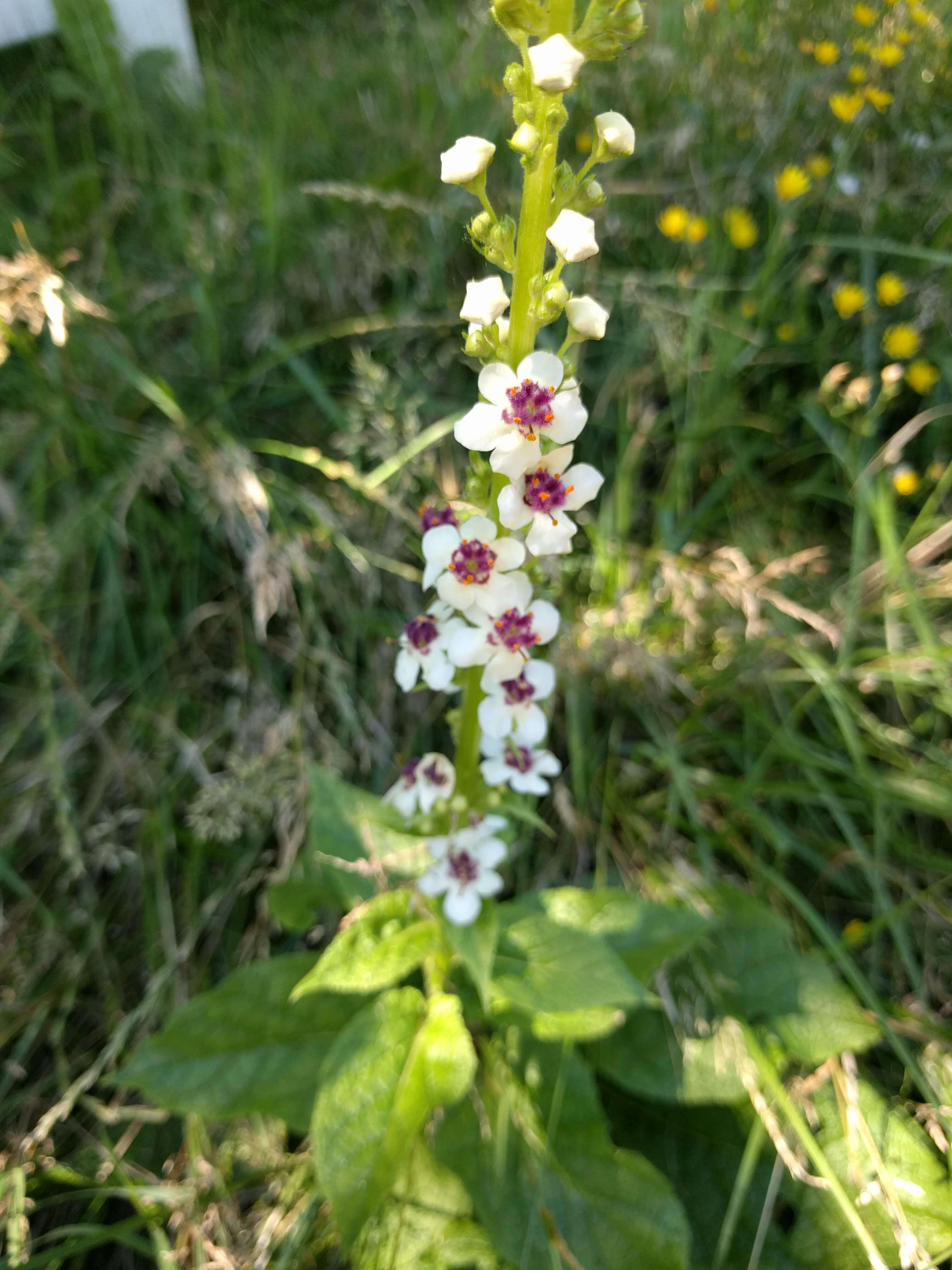 Verbascum nigrum L. resmi