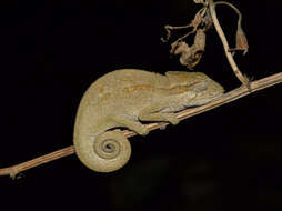 Image of Black-headed Dwarf Chameleon