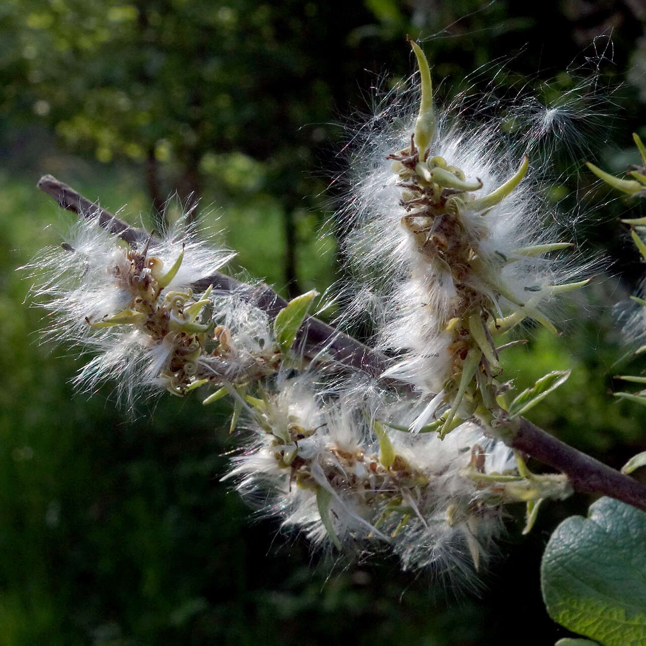 Image of goat willow