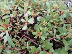 Image of common purslane