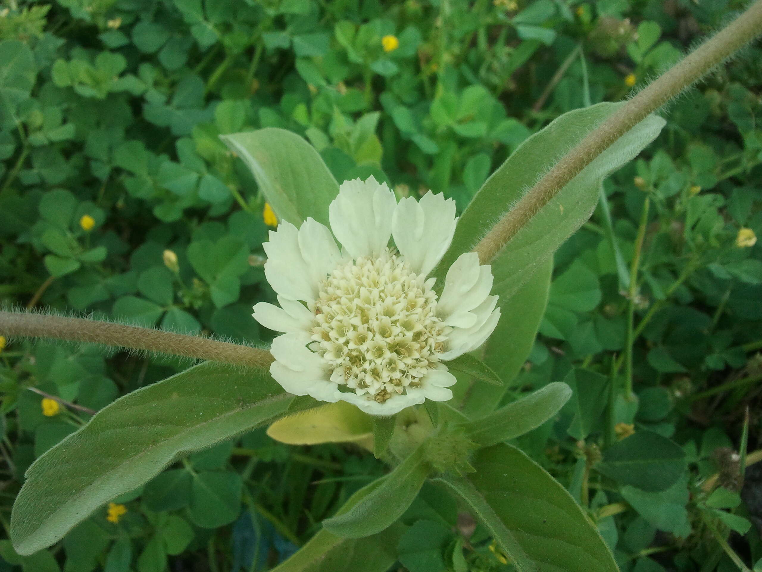 Sivun Lomelosia prolifera (L.) W. Greuter & Burdet kuva