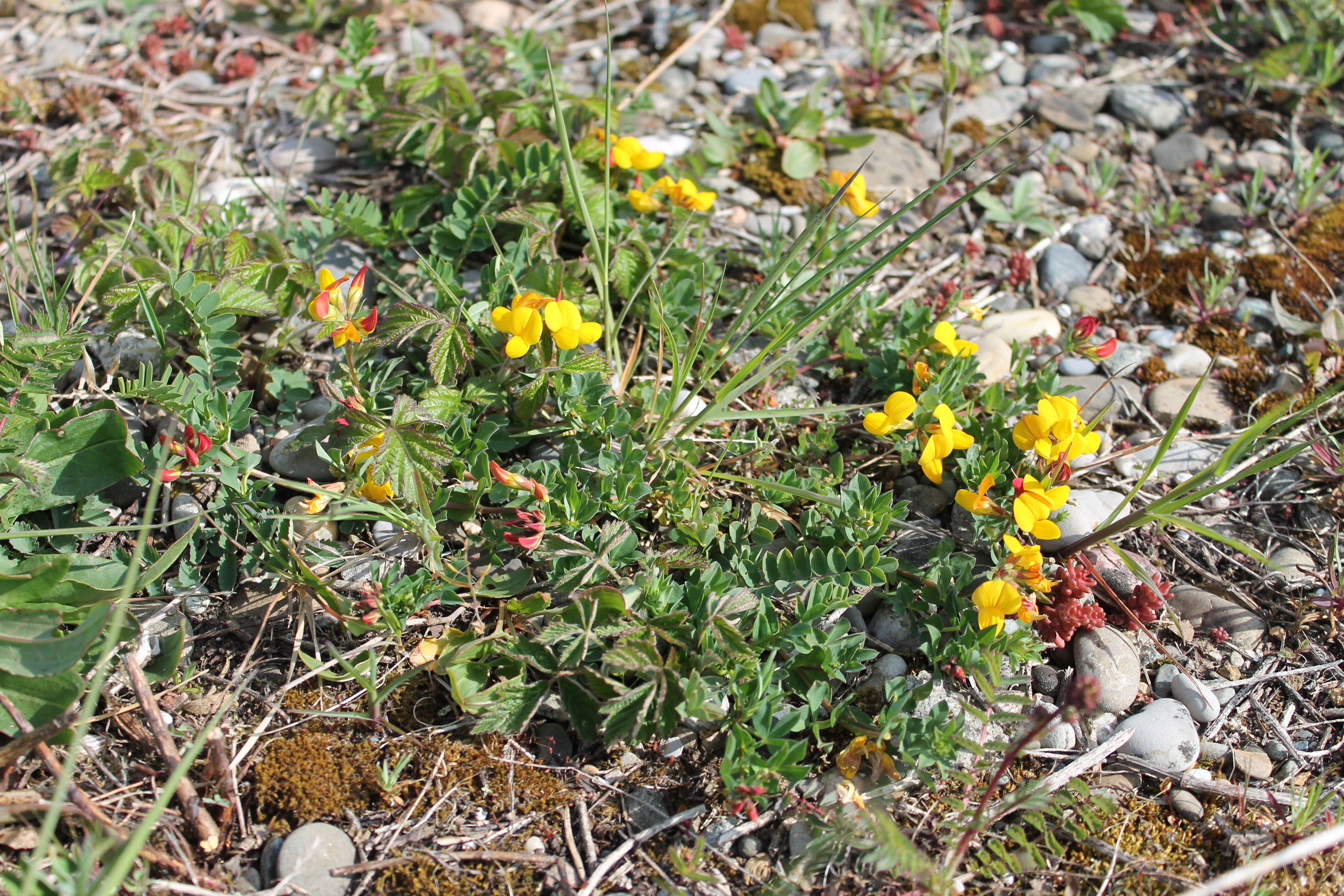 Image of Common Bird's-foot-trefoil