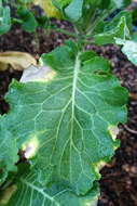 Xanthomonas campestris resmi