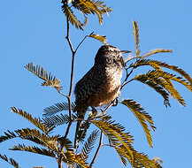 Image of Cactus Wren