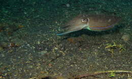 Image of Golden cuttlefish