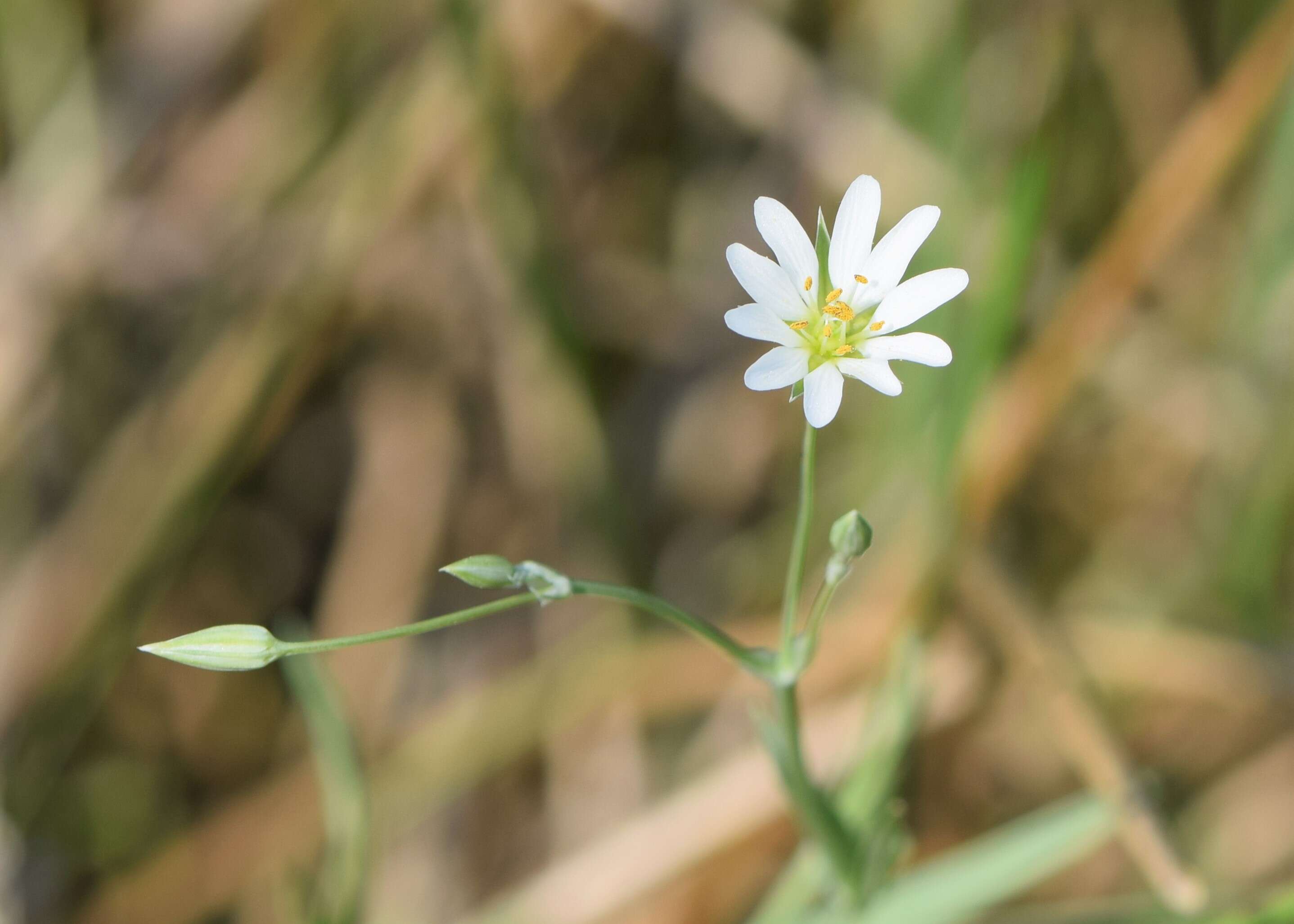 صورة Stellaria palustris Ehrh. ex Retz.