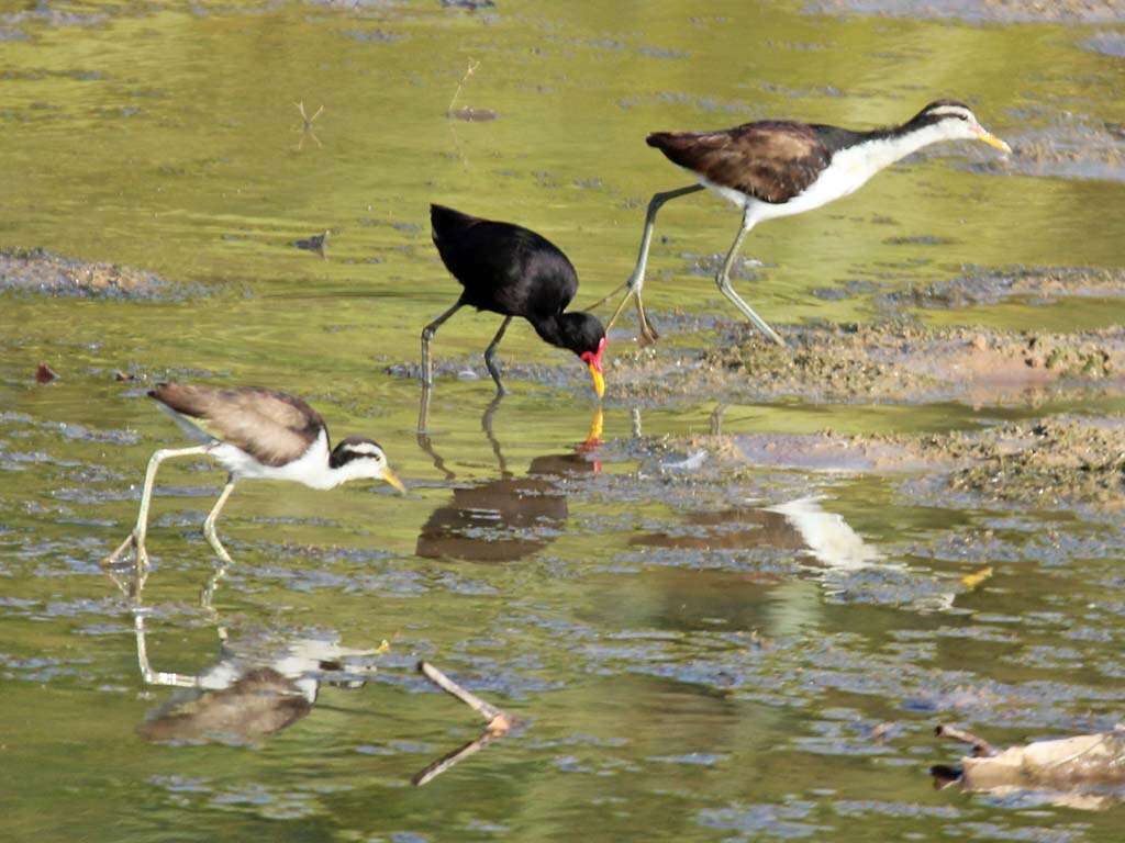 Image of Wattled Jacana