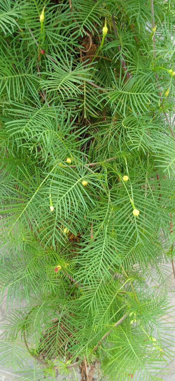 Image of Cypress Vine