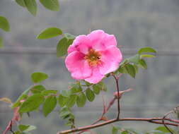 Image of Rosa macrophylla Lindl.