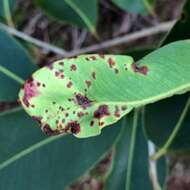 Image of Myrtle rust