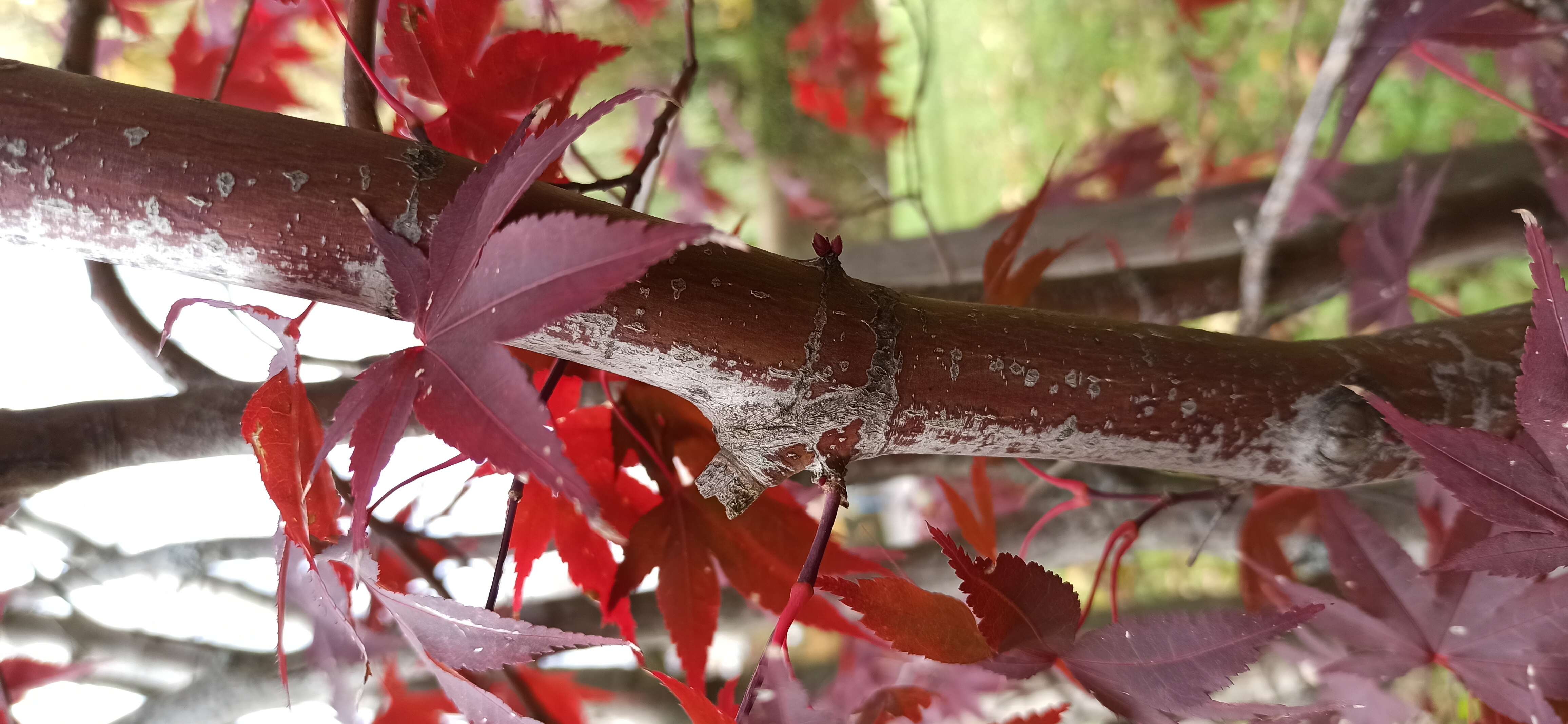 Image of Japanese maple