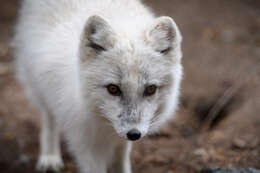 Image of Arctic Fox