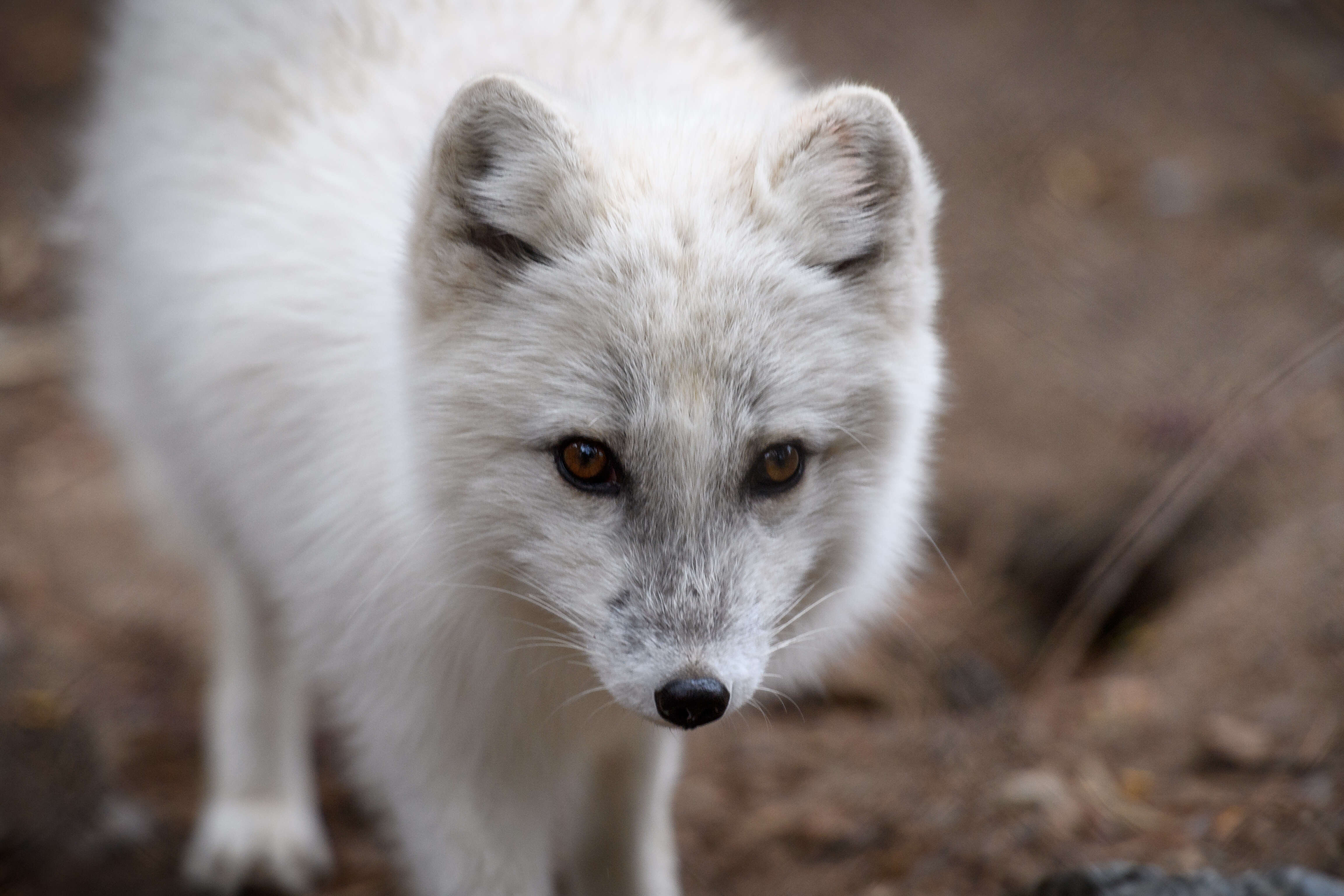 Image of Arctic Fox