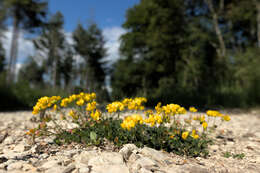 Image of Common Bird's-foot-trefoil