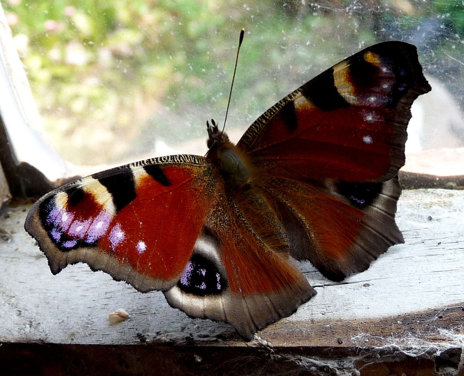 Image of Aglais io