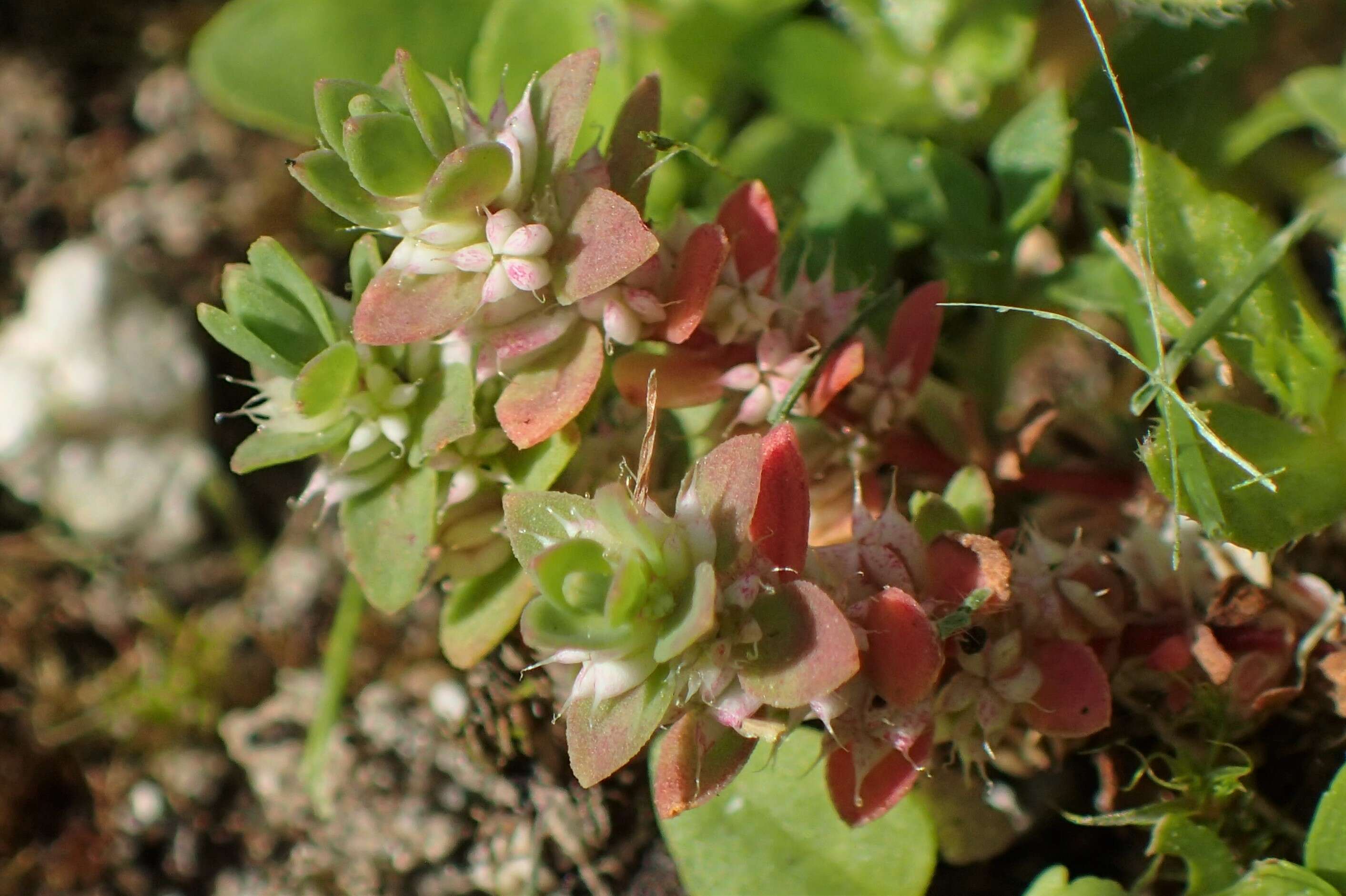 Image of Coral-necklace