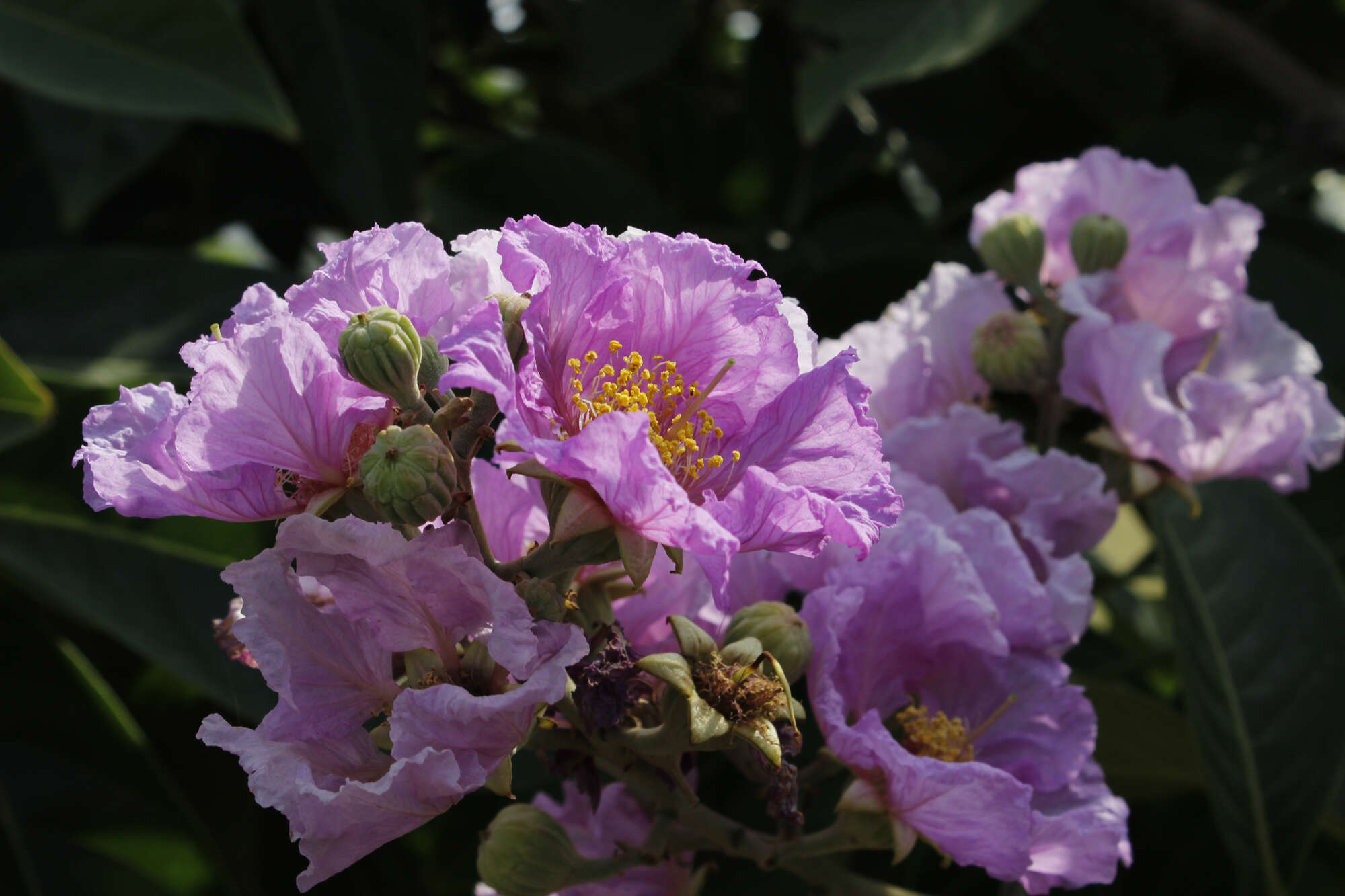 Image of lagerstroemia