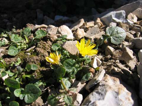 Image of pygmy hawksbeard