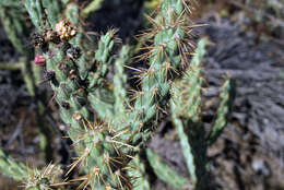 Image of Cylindropuntia bernardina