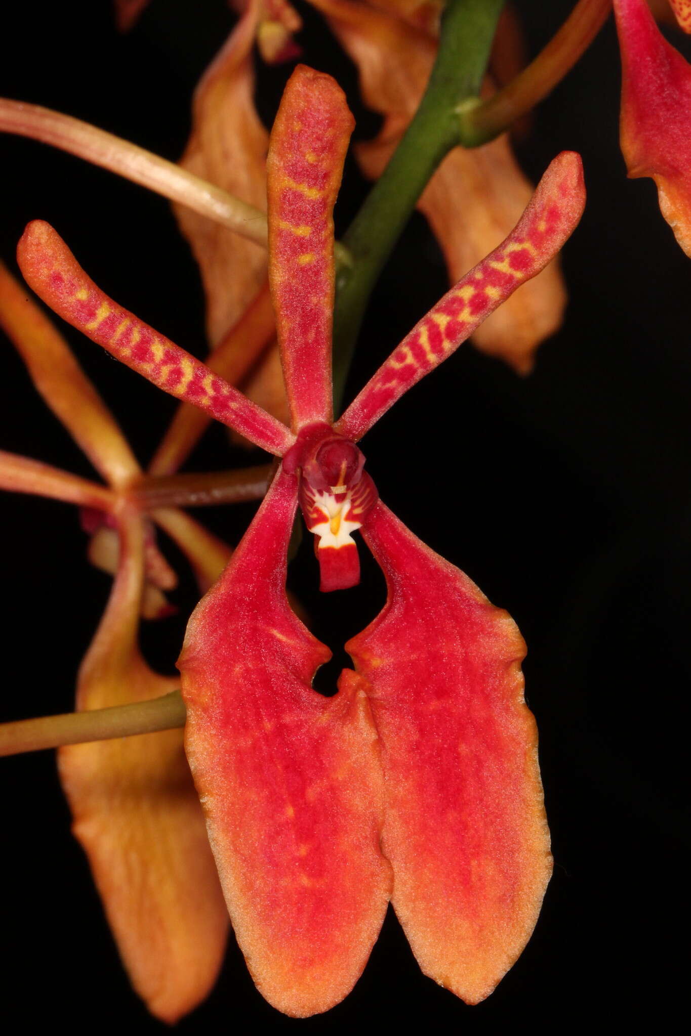 Image of renanthera