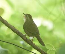 Image of Puff-throated Babbler